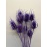 Dried flowers - Cardi Palustri, CP10LILLA