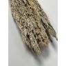 Pampas grass - Cime di canna, CICA5NAT