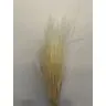 Сухоцветы - Stipa Pennata, 50gr, STI50BIA