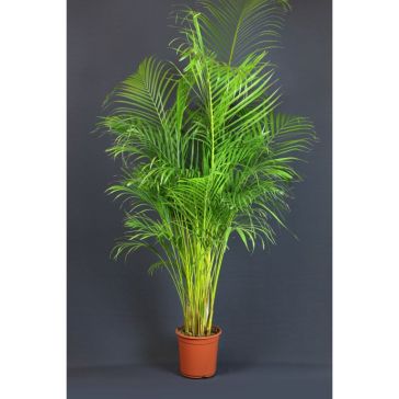 Areka 180cm (Areca)