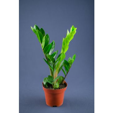 Zamioculcas p12