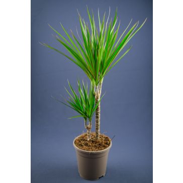 DRACAENA 2pp MARGINATA