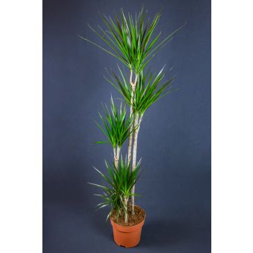 Dracēna 180cm (Dracaena Marginata)