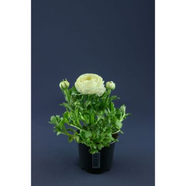 Ranunculus p10 White