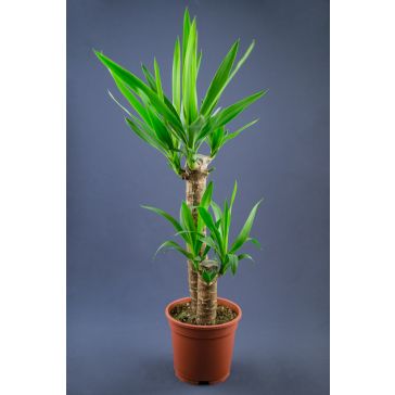 Juka ar 2 kātiem (Yucca)