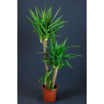 Yucca