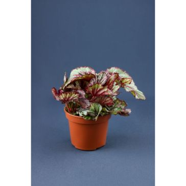 Begonija Rex p12 (Begonia Rex)