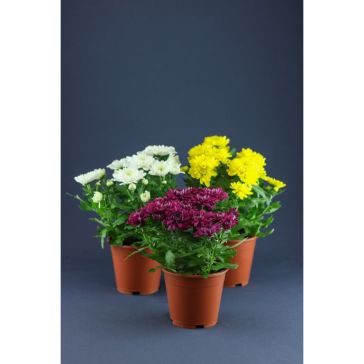 Krizantēmas 3 kāti (Chrysanthemum)