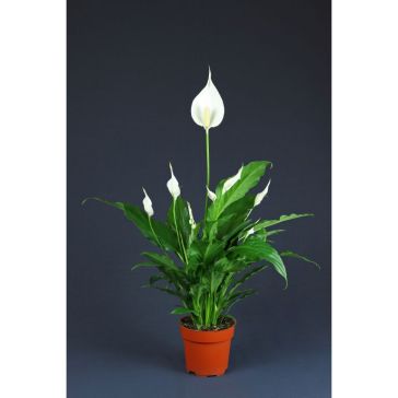 Spatifīla p6 (Spathiphyllum)