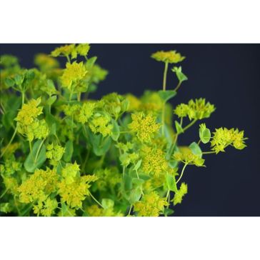 Bupleurum Griffithii
