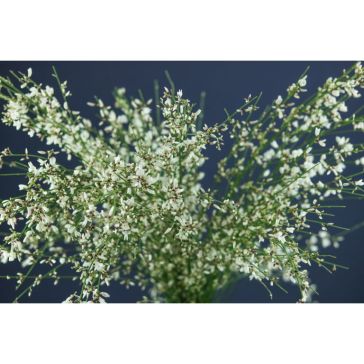 Genista White