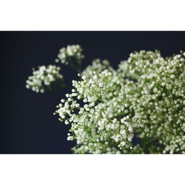 Gypsophilia Millionstar