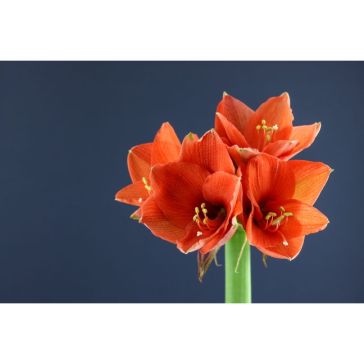 Hippeastrum Naranja