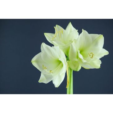 Hippeastrum Mont Blanc