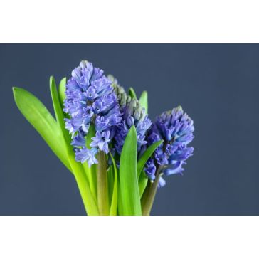 Hyacinthus Blue
