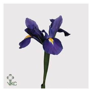 Iris Blue Magic