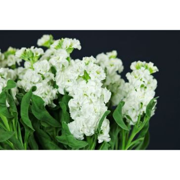 Matthiola White