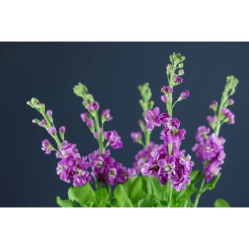Matthiola Hot Pink