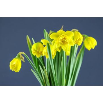 Narcisus Dick Wilden (Double)