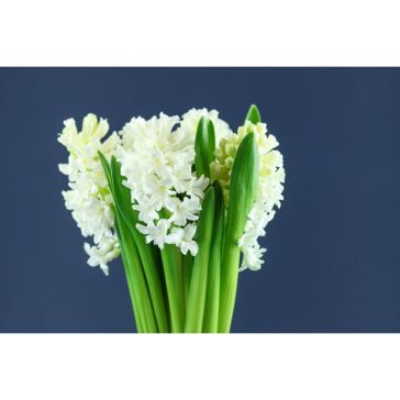 Hyacinthus White