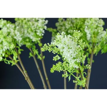 Syringa White (Ceriņi)
