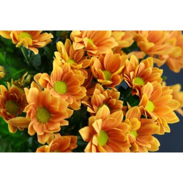 Chrysantemum Grand orange