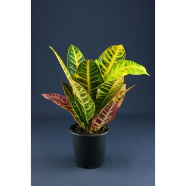 Kodija p13cm (Codiaeum)