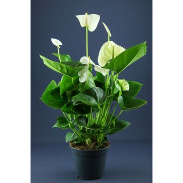 Antūrija balta p14 (Anthurium)