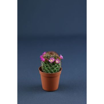 Kaktuss Mamilārija p6 (Cactus Mammillaria)