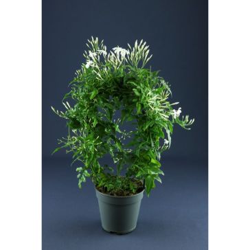 Istabas jasmīns p12 (Jasminum)