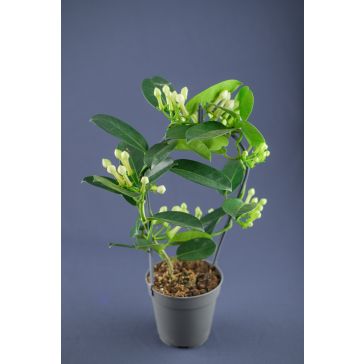 STEPHANOTIS