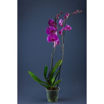 PHALAENOPSIS 2 KĀTI