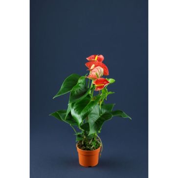 ANTHURIUM p17 Sarkanas
