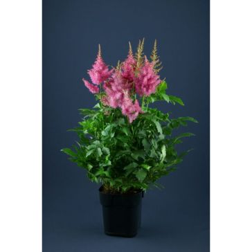 Astilbe