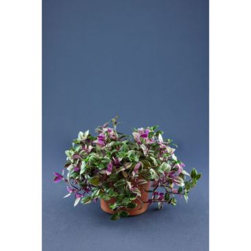 Tradescantia
