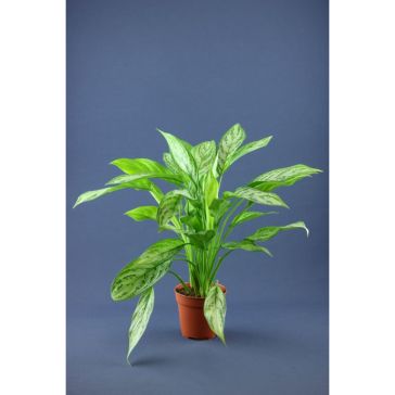 Aglonēma p13 (Aglaonema)