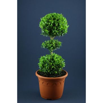 Buxus