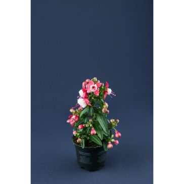 Fuchsia "FUCHSIA"