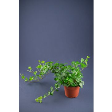 Efeja p13 (Hedera)