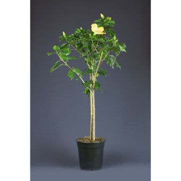 Hibiscus Stam