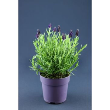 Lavanda p13cm