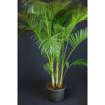 Areka 160cm (Areca)