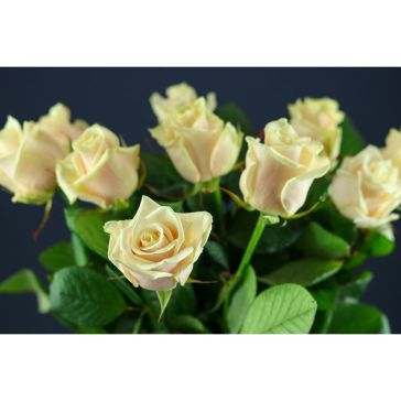 Rozes Talea
