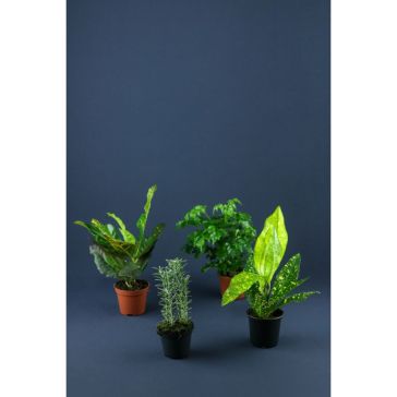 Augu mix p12 (Plant Mix)