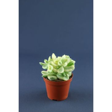 Succulenten