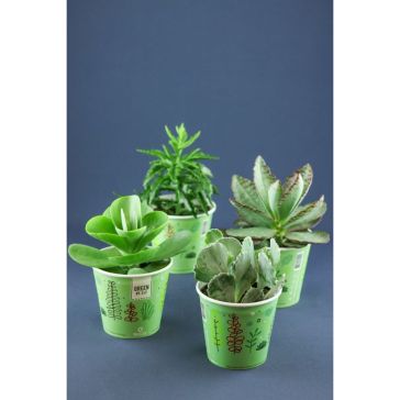 Succulenten