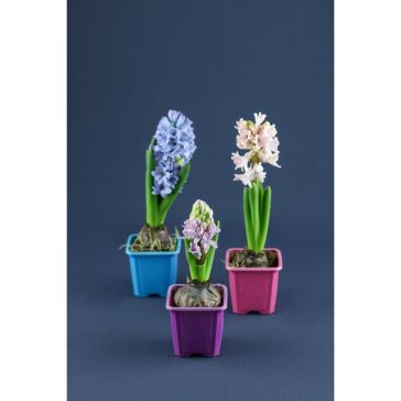 Hyacinthus 1 stam