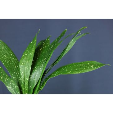 Aspidistra Milky Way