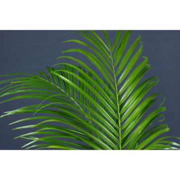 Phoenix Roebelini