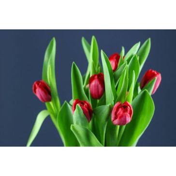 Tulip Escape
